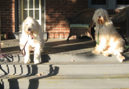 Annie and Froggy, two dear friends who are deeply missed.